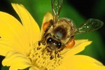 Мед заменит сиропы от кашля