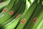 Зеленые бананы рекомендованы для диеты